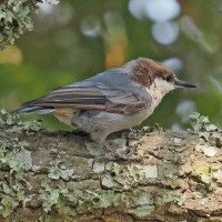 Brown-headed Nuthatch